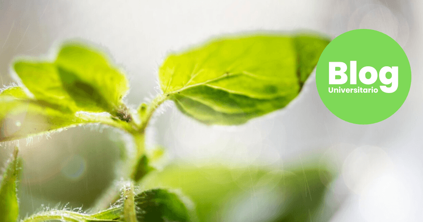 Imagen de portada de Carreras que tienen relación con el ambiente