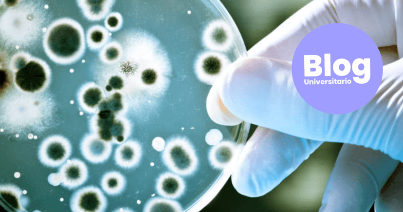 Imagen de portada de Estudiá Microbiología: el estudio de lo invisible al ojo humano