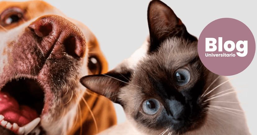 Imagen de portada de Medicina veterinaria: todo lo que necesitás saber