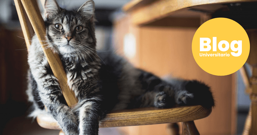 Imagen de portada de ¿Te imaginás trabajando con animales?