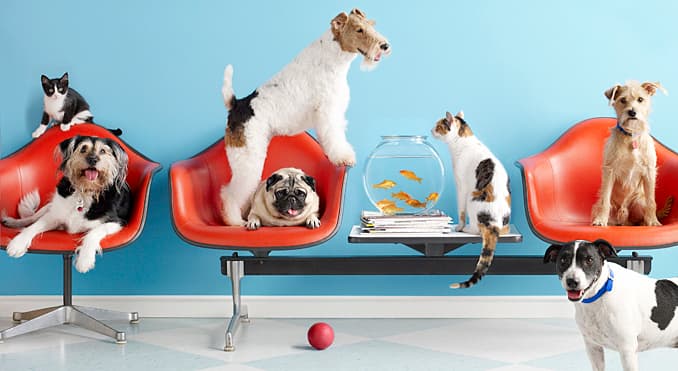 Imagen de portada de Carreras Top: Medicina y Cirugía Veterinaria