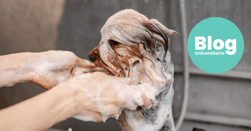 Imagen de portada de ¡Reacreditación de la carrera de Medicina y Cirugía Veterinaria!