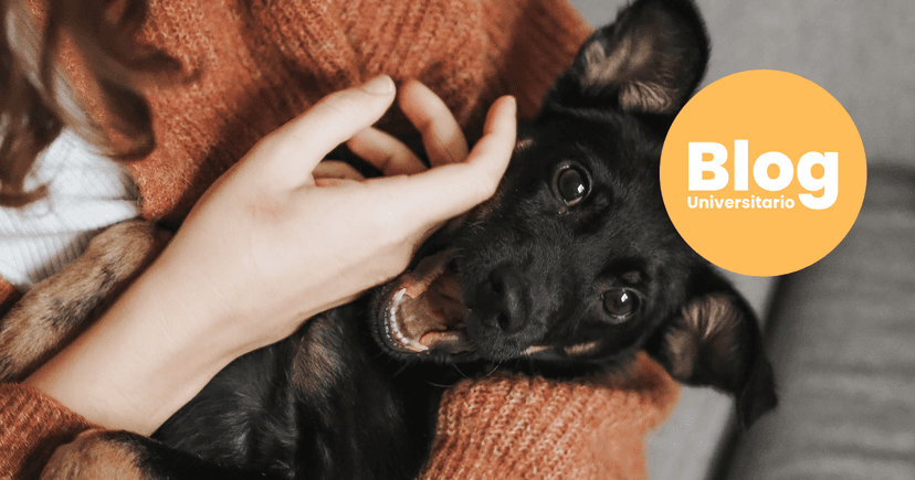 Imagen de portada de ¿Cómo sería la vida si estudio Veterinaria?