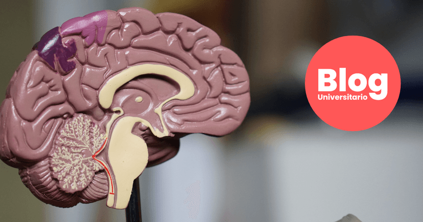 Imagen de portada de El secreto para ser más inteligente y tener el cerebro sano