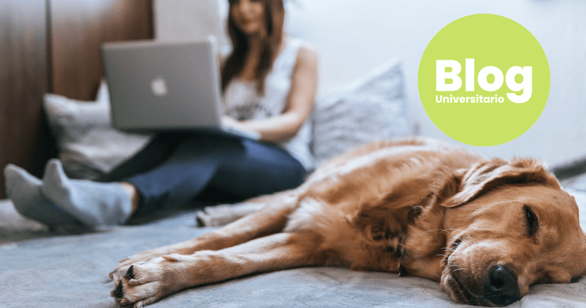 Imagen de portada de ¿Cómo hacer un trabajo escrito para la Universidad?