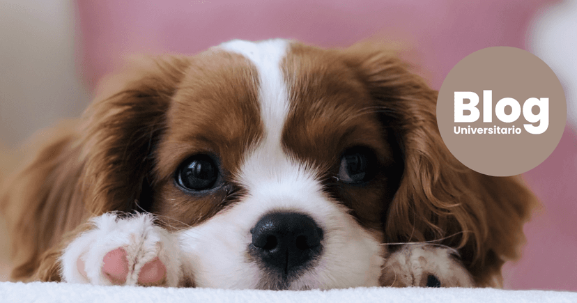 Imagen de portada de ¡En Costa Rica está el único equipo en Centroamérica de Rayos X para Veterinarios!
