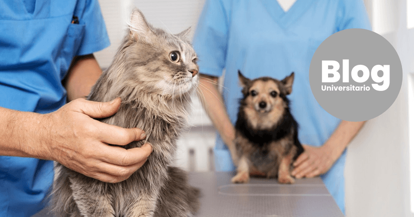 Imagen de portada de ¿Qué aprendés cuando estudiás Veterinaria?