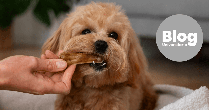 Imagen de portada de Veterinaria: mucho más que amor por los animales