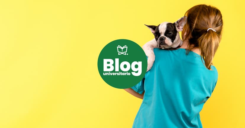 Imagen de portada de Cumplir tu sueño de estudiar Medicina Veterinaria es posible y acá te decimos cómo lograrlo.