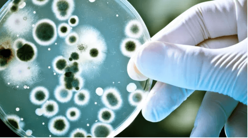 Imagen de portada de Microbiología: el estudio de lo invisible al ojo humano